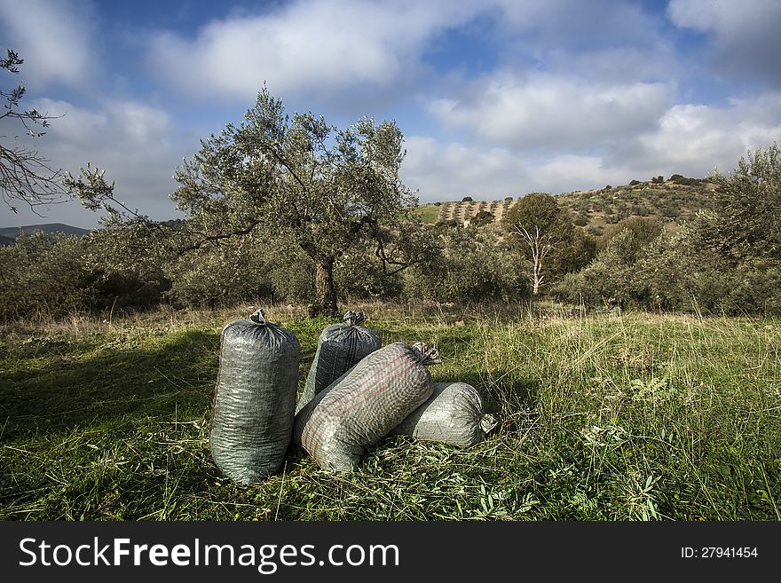 Olives harvesting in a field in Greece