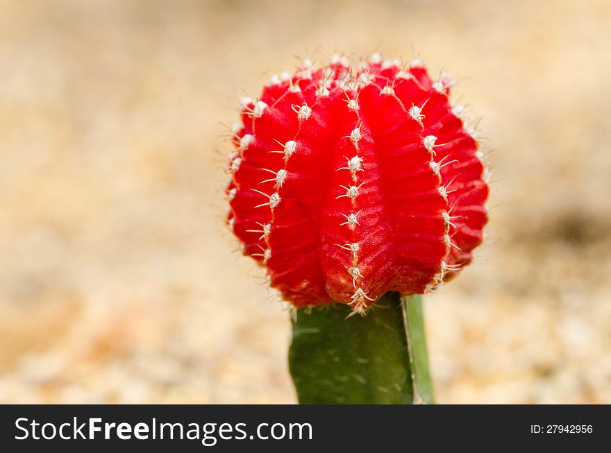 Red cactus on brown background