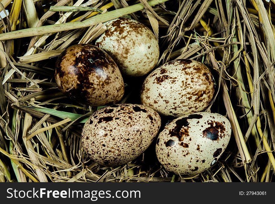 Quail eggs in nest close up