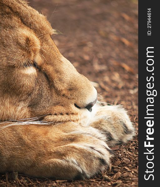 Lioness sleeping with its head on its paws