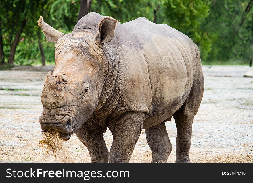 White Rhino eating grass in a National Park