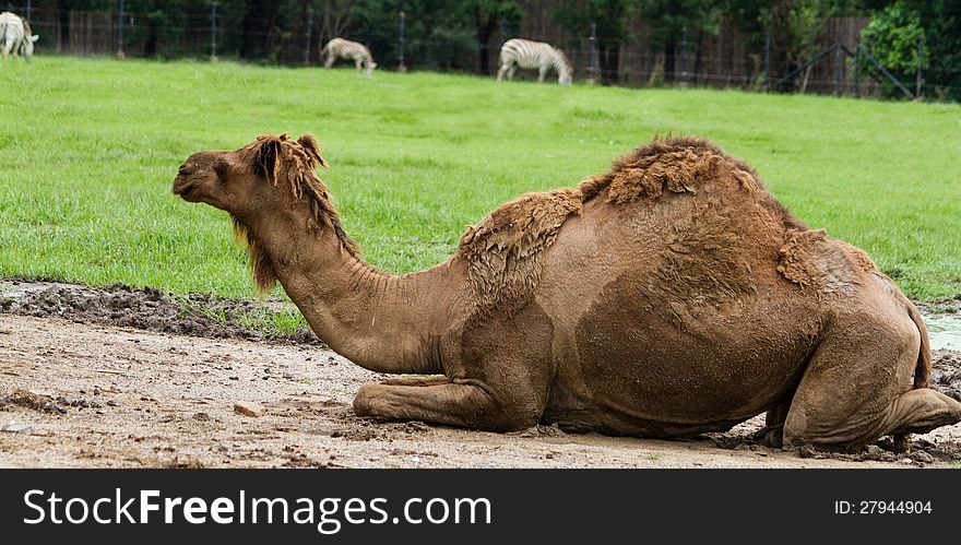 Dromedary camel sit on the zoo