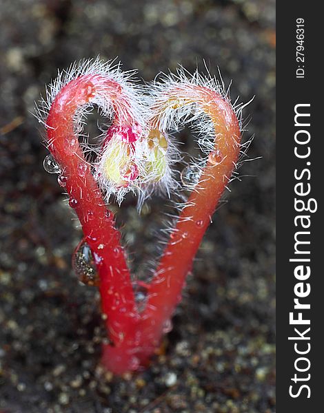 Young sprouts of Candycane Sorrel (Oxalis versicolor) grow in heart shape. Extreme macro closeup on soil background with bokeh. Young sprouts of Candycane Sorrel (Oxalis versicolor) grow in heart shape. Extreme macro closeup on soil background with bokeh