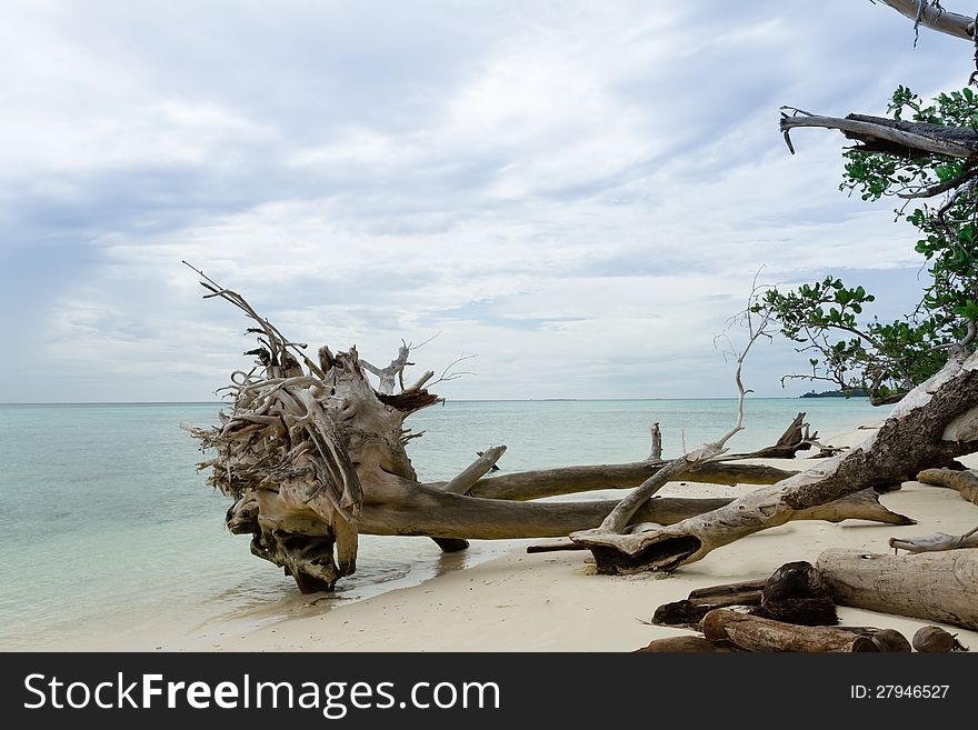 Dead Trees And Dry On Beach