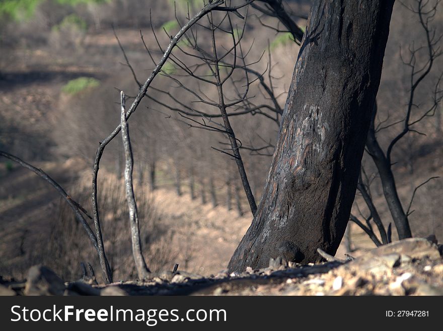 Dead pine trees, four months after a forest fire. Serra do Caldeirao, Algarve, Portugal. Dead pine trees, four months after a forest fire. Serra do Caldeirao, Algarve, Portugal.