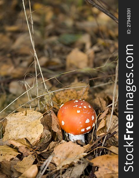 Fly-agaric mushroom in the forest. Fly-agaric mushroom in the forest