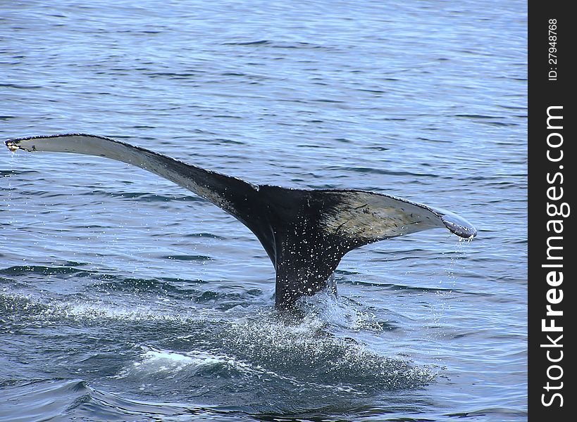Humpback whale off the coast of East Coast of USA,. Humpback whale off the coast of East Coast of USA,