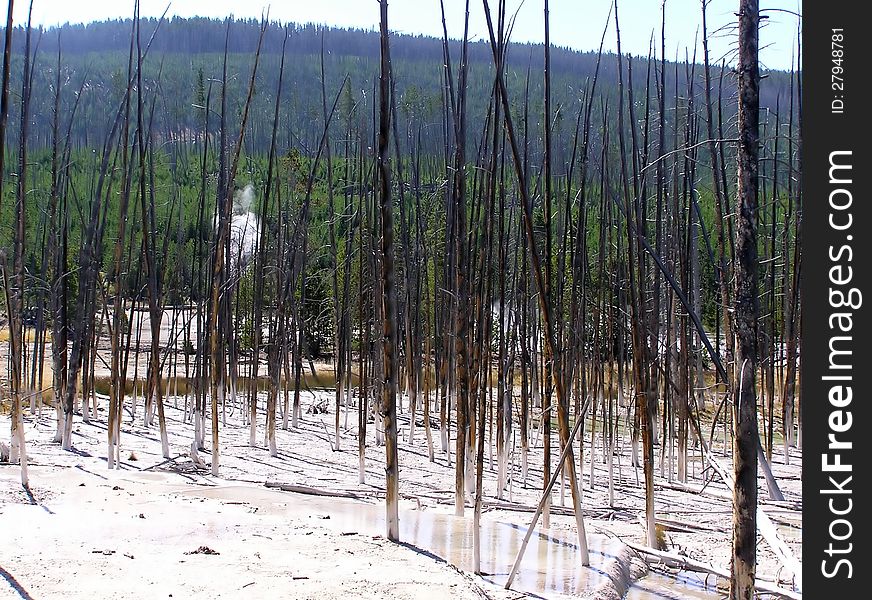 Death trees in the Cisterin Spring, Yellowstone NP