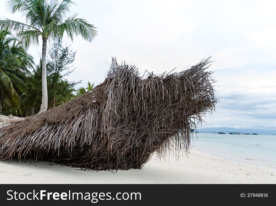 Coconut with roots on the sand beach