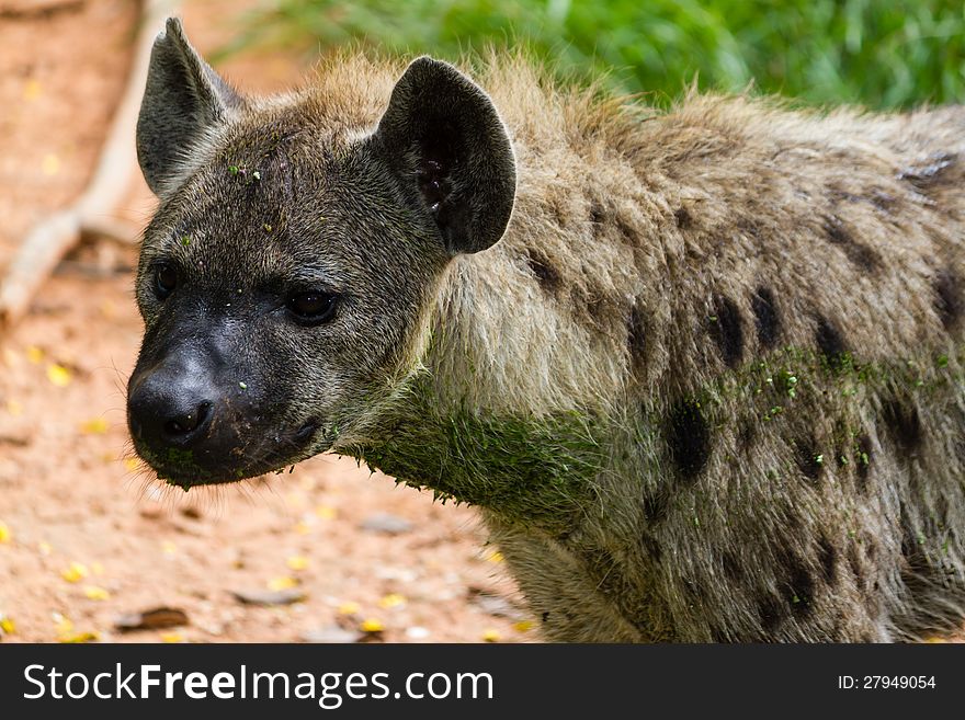 Close Up Of A Spotted Hyena