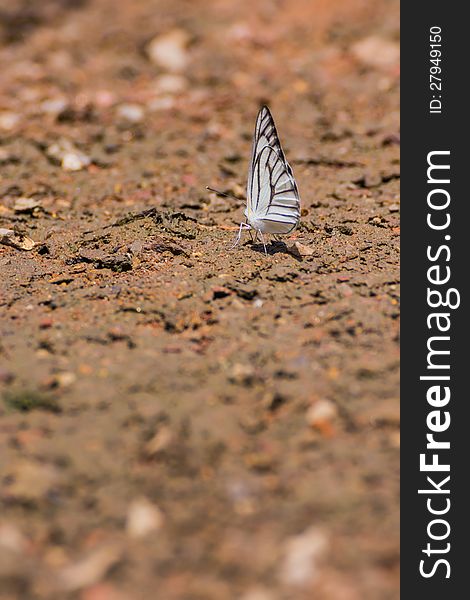 White butterfly gathering water on floor. White butterfly gathering water on floor