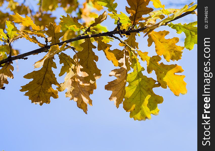 Autumnal yellow oak's leaves on blue background. Autumnal yellow oak's leaves on blue background