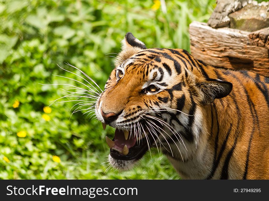 Close-up portrait of a old tiger in zoo