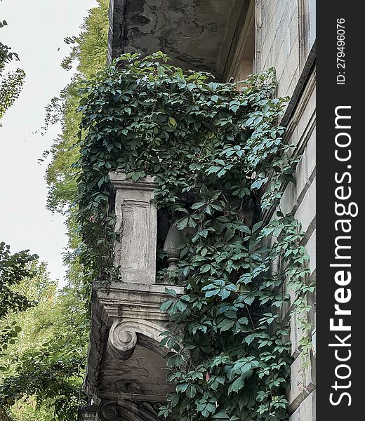 Beautiful stone balcony, covered with large ivy. Summer city. Central street. The old house.