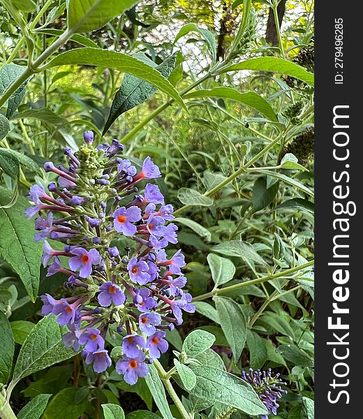 Buddleja & X27 Lochinch& X27 . Purple Flower In The Park. A Summer Park With Green Vegetation. The Red Core Of The Flower.