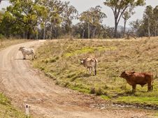 Australian Rural Country Road Scene Stock Photography