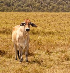 Young Zebu Brahman Cow Stock Image