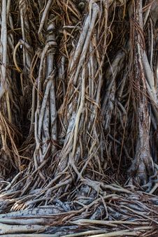 Tree Roots Royalty Free Stock Photos Tree Roots Royalty Free Stock Photos