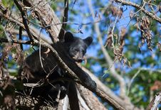 Black Bear Cub Royalty Free Stock Photos