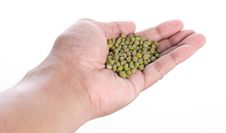 Green Bean On Left Hand Stock Photography Green Bean On Left Hand Stock Photography