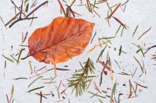Autumn Leaf On Ice Stock Images Autumn Leaf On Ice Stock Images
