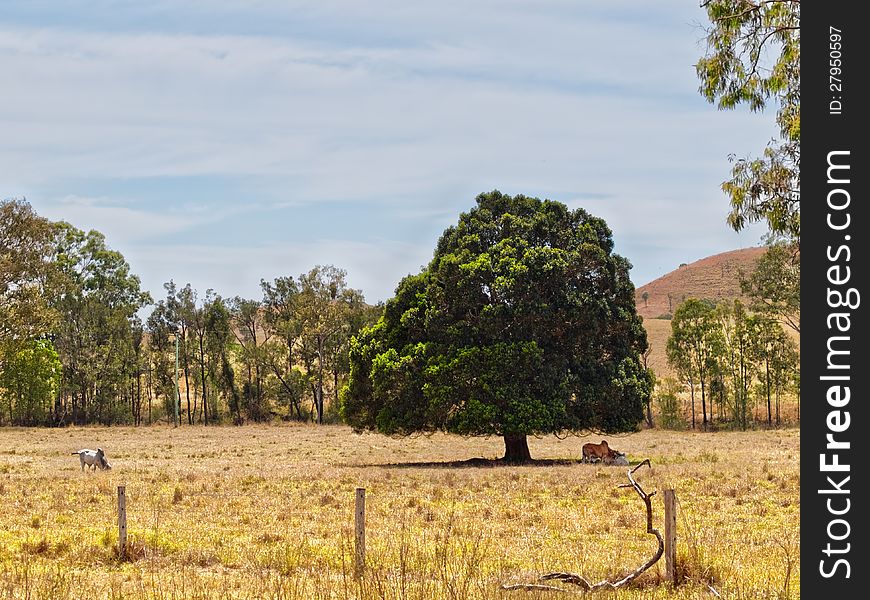 Land cleared solitary fig tree for shade