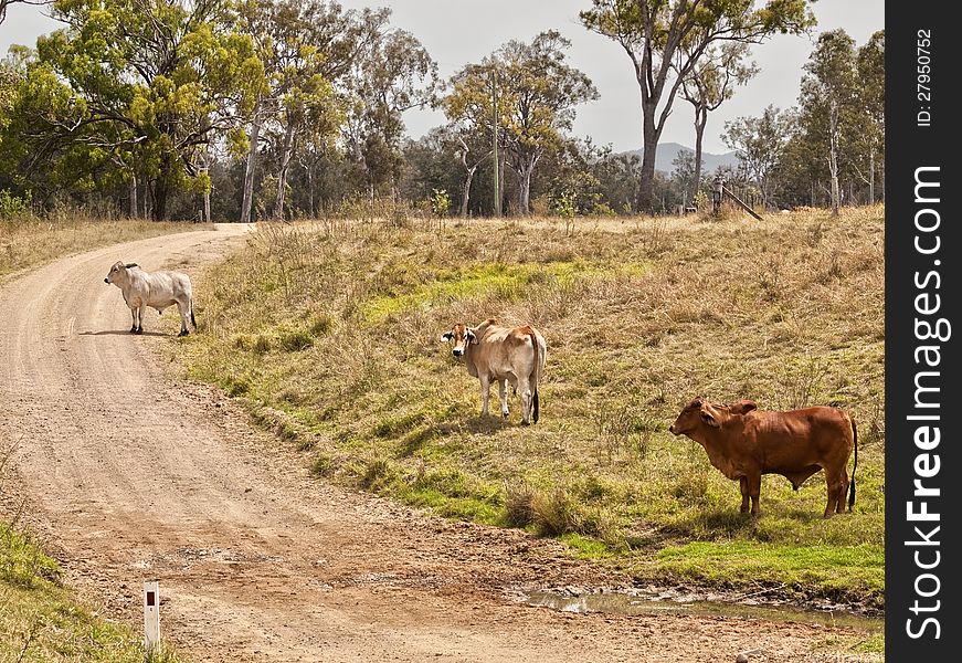 Australian rural country road scene dirt gravel road through countryside with three cows and gum trees