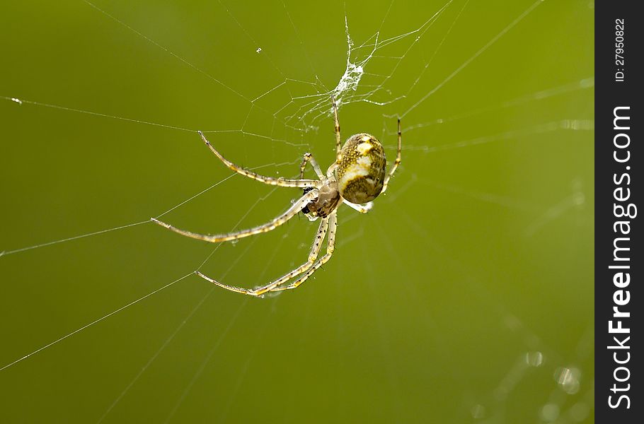 A small spider over green background
