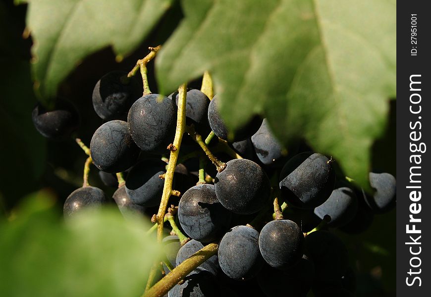 Table grape behind leafs ready for harvest. Table grape behind leafs ready for harvest.