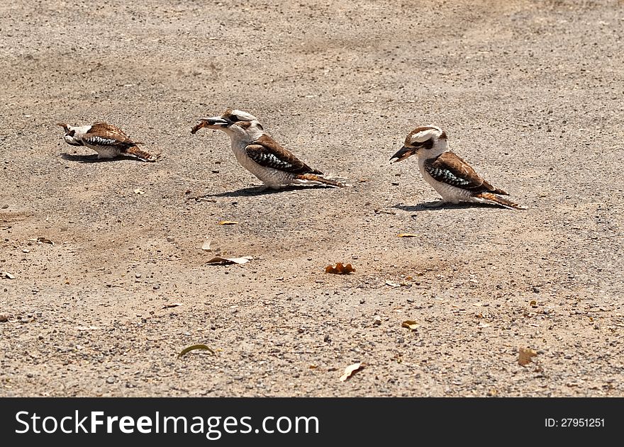 Kookaburras Australian native bird wildlife feeding on ground