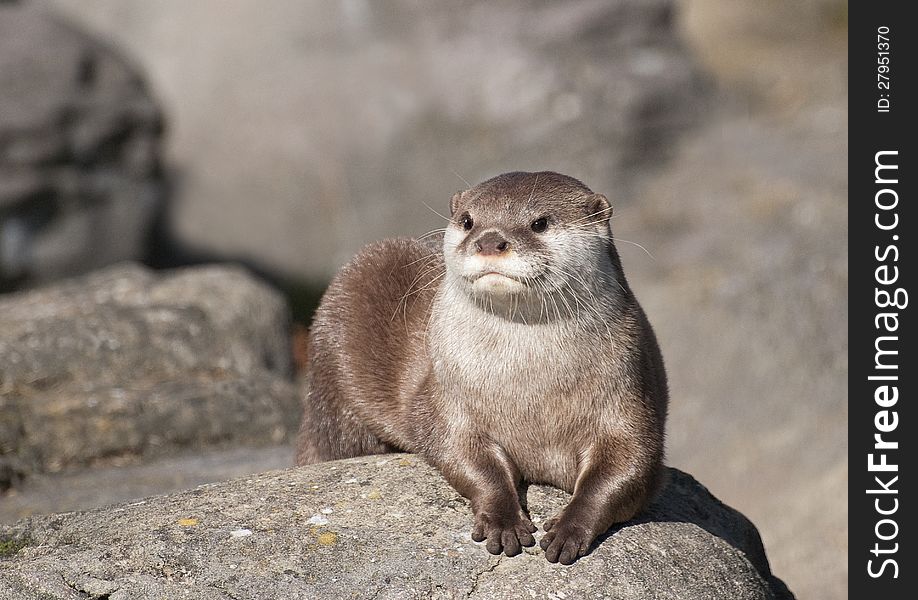 Otter resting on a rock