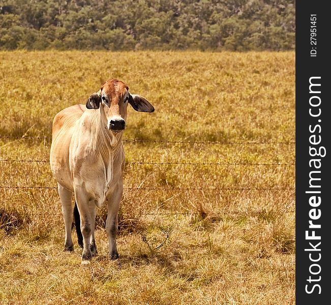 Young zebu brahman cow on cattle ranch grassland pasture field for beef cattle industry