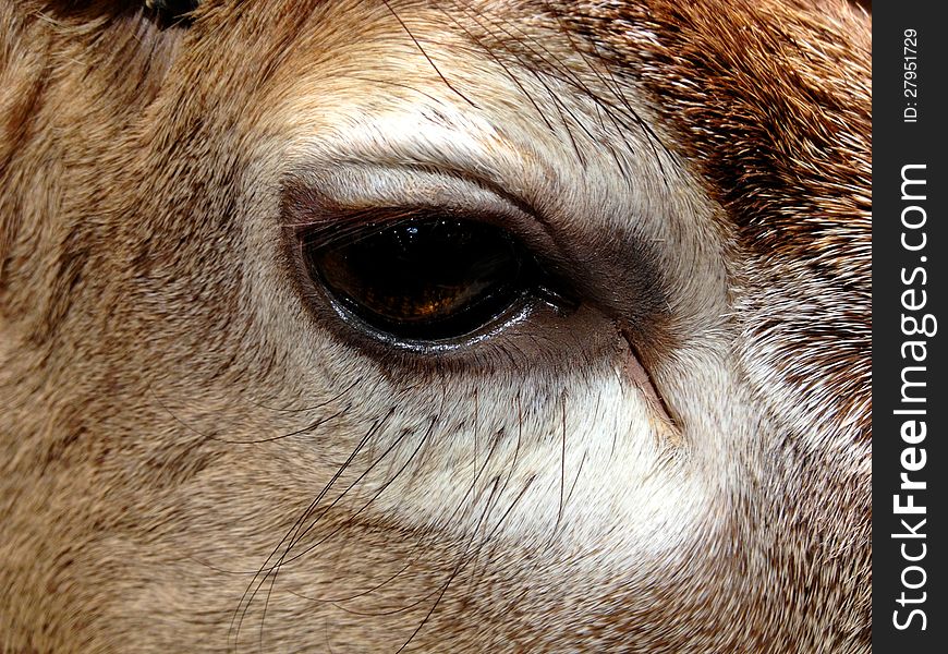 Eye of deer/reindeer