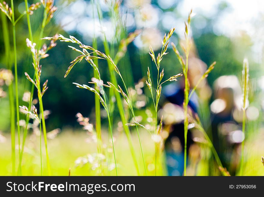 A couple is out of focus behind some green grass in a field or meadow. A couple is out of focus behind some green grass in a field or meadow.