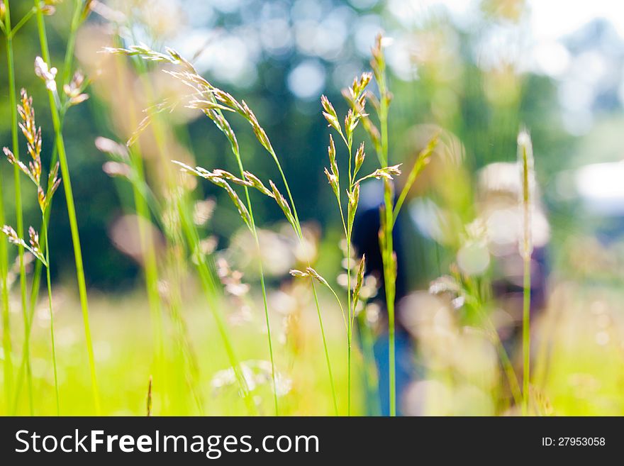 A couple is out of focus behind some green grass in a field or meadow. A couple is out of focus behind some green grass in a field or meadow.