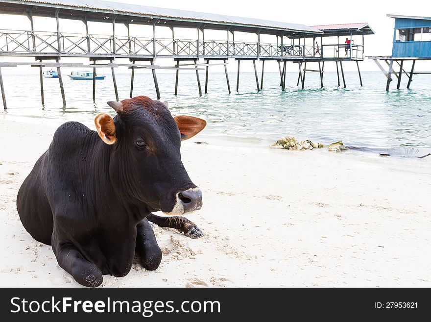 Cow sitting on the luxury white sand beach. Cow sitting on the luxury white sand beach