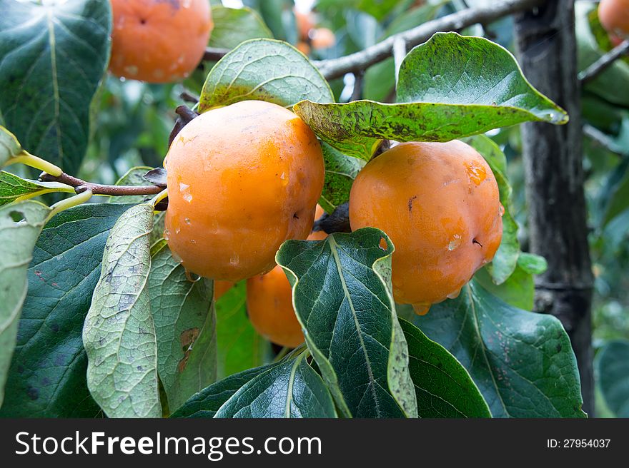 Organic persimmons in Thailand