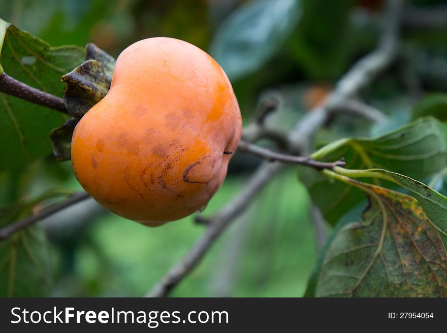 Organic persimmons in Thailand. This is the organic fruit grown by hill tribe people.