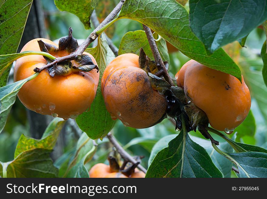 Organic persimmons in Thailand. This is the organic fruit grown by hill tribe people.