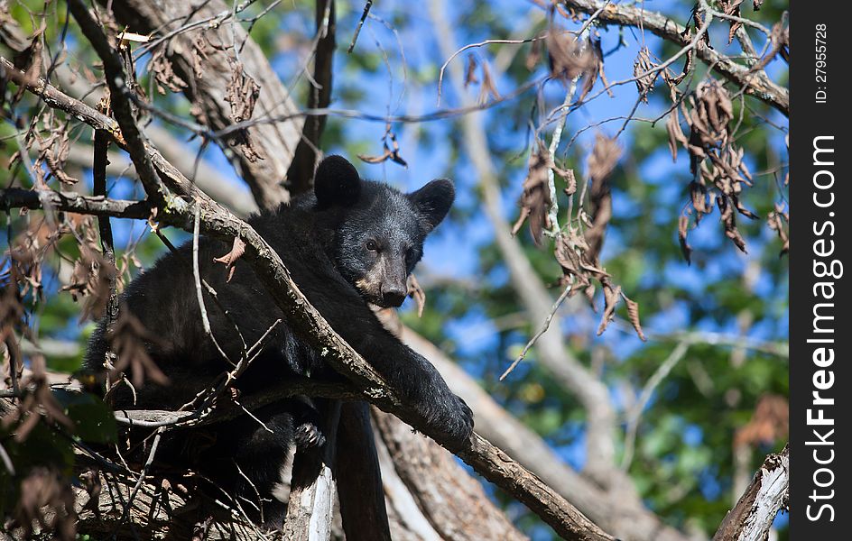 Close up image of an American Black Bear cub safely sitting up a tree on a limb. Summer in Northern Minnesota.