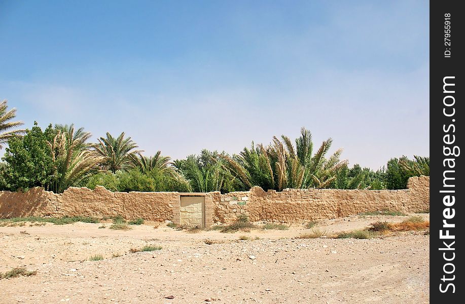 Date palms behind the ancient wall in the sandy desert. Date palms behind the ancient wall in the sandy desert