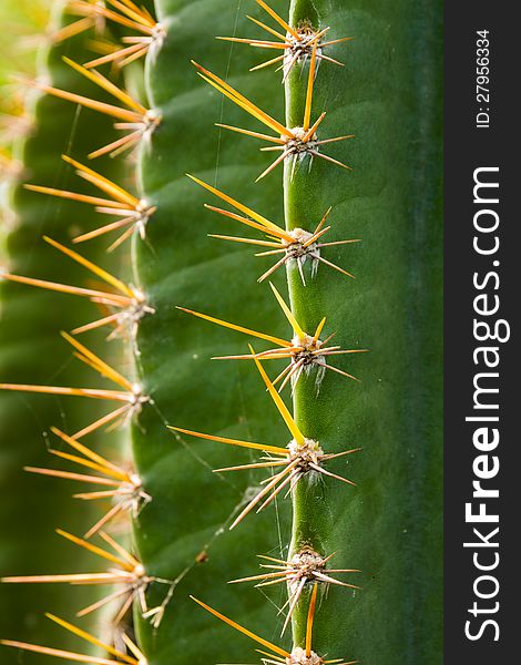 Green cactus plant with prickly