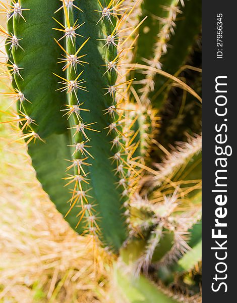 Green cactus plant with prickly