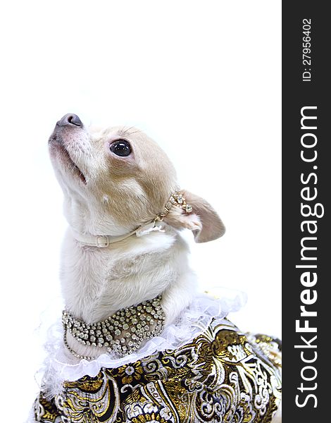Chihuahua puppy dressed luxury.
