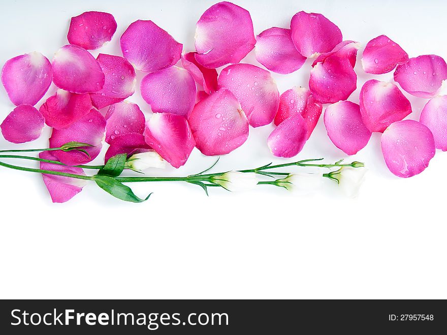 Background with rose petals and flowers