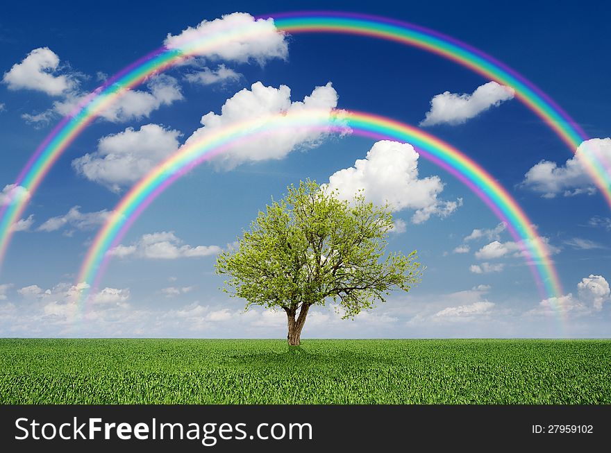 Lonely tree in a field with a rainbow