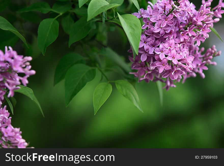 Background for design with lilac flowers. Background for design with lilac flowers