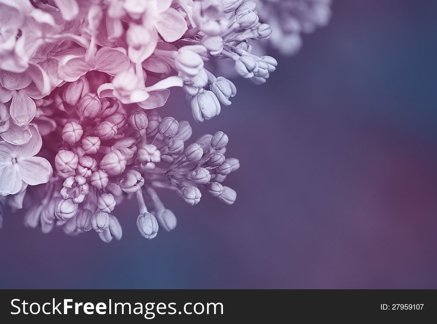 Background for design of lilac flowers. Background for design of lilac flowers