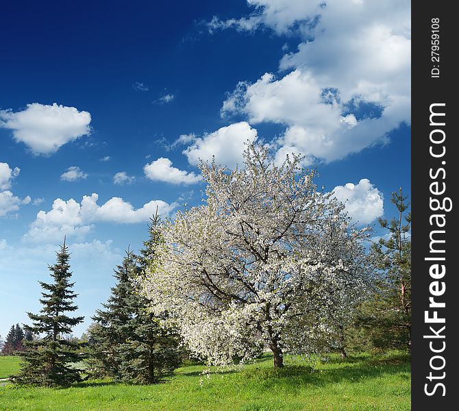 Flowering Cherry