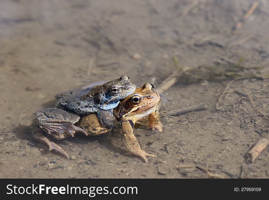 Mating Frogs